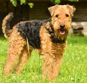 אירדייל טרייר Airedale Terrier