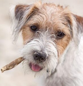 ג'ק ראסל טרייר - Jack Russell Terrier