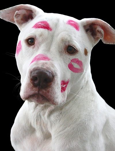 פיטבול - אמריקן פיטבול טרייר - American pit bull terrier