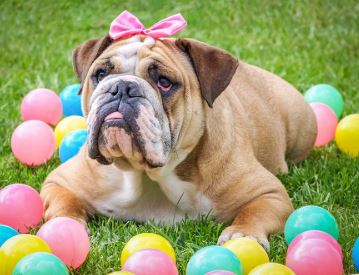 בולדוג אנגלי - English Bulldog